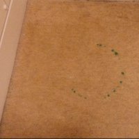 A wool carpet with a green circular stain from a bathroom cleaning product